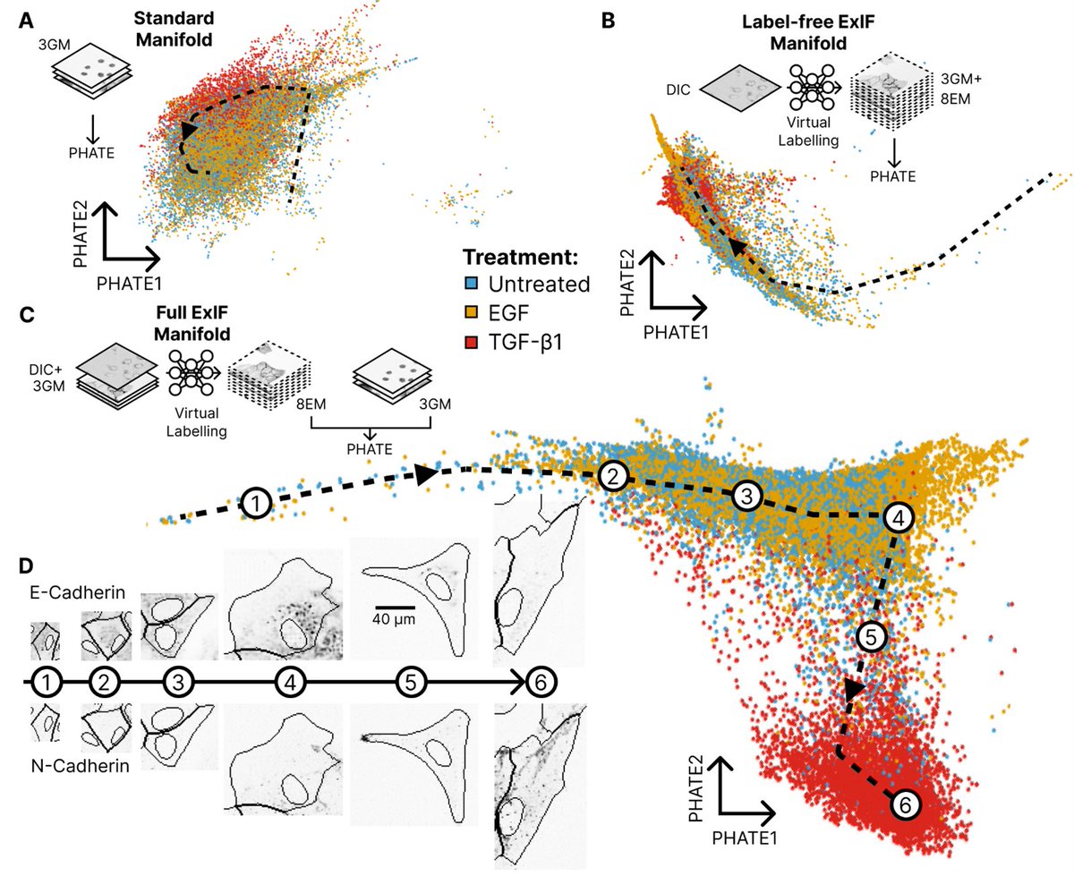 @RArgelaguet We also show that ExIF massively improves the structure of t-SNE, UMAP &amp; PHATE manifolds based on quantitative single cell feature measurement using #CellProfiler (thanks to <a href="/DrAnneCarpenter/">Anne Carpenter, PhD</a> for the gift that keeps on giving).