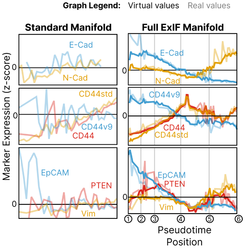 @RArgelaguet <a href="/DrAnneCarpenter/">Anne Carpenter, PhD</a> <a href="/KrishnaswamyLab/">Krishnaswamy Lab</a> <a href="/adameykolab/">Igor Adameyko</a> Psuedotime analyses in PHATE manifolds based on ExIF integration show epithelial &amp; mesenchymal marker dynamics matching established patterns of repression and enhancement during EMT. Again, these dynamics cannot be inferred from standard, non-integrated immunofluorescence data