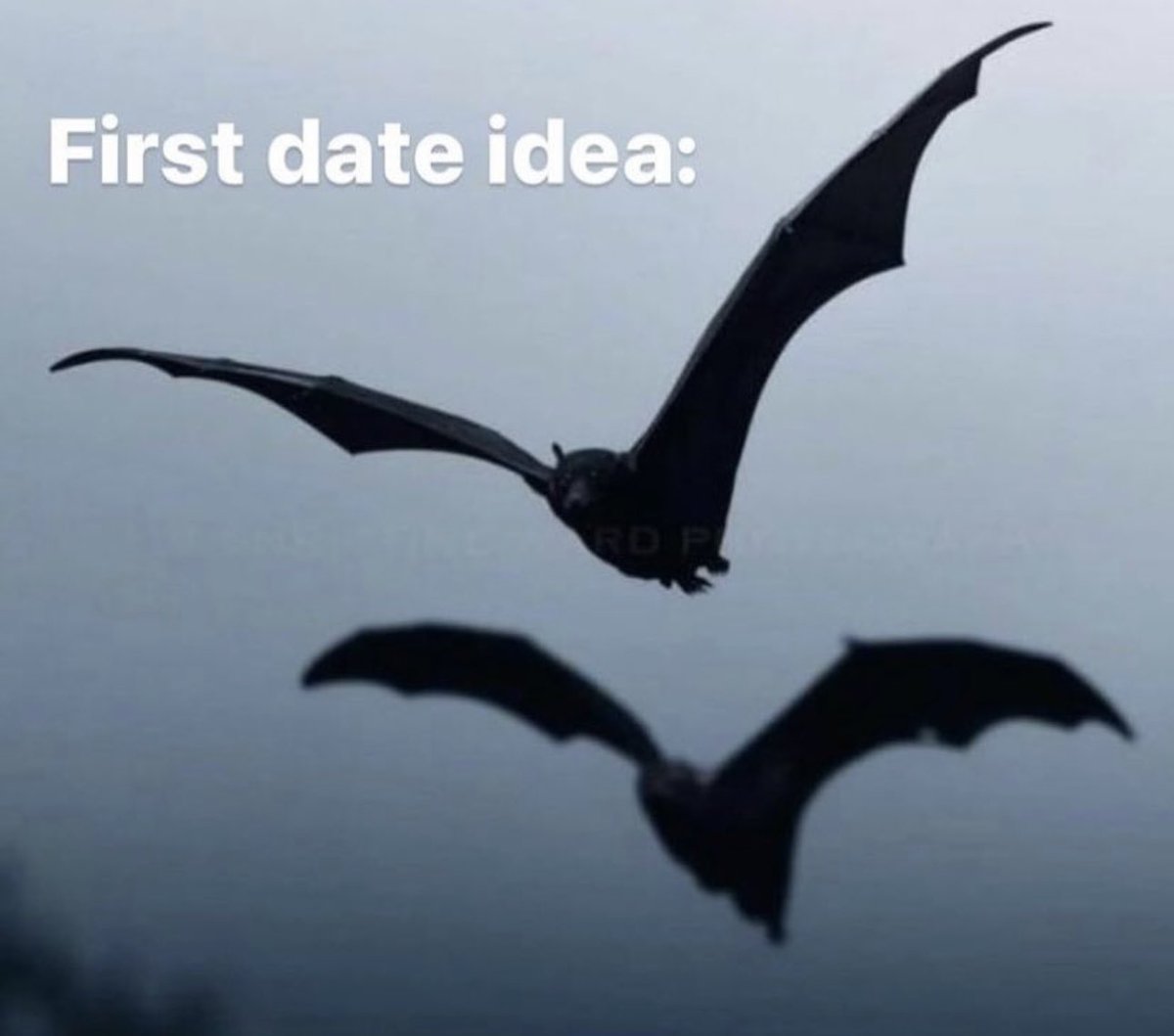 goth music videos (@goth_videos) on Twitter photo 