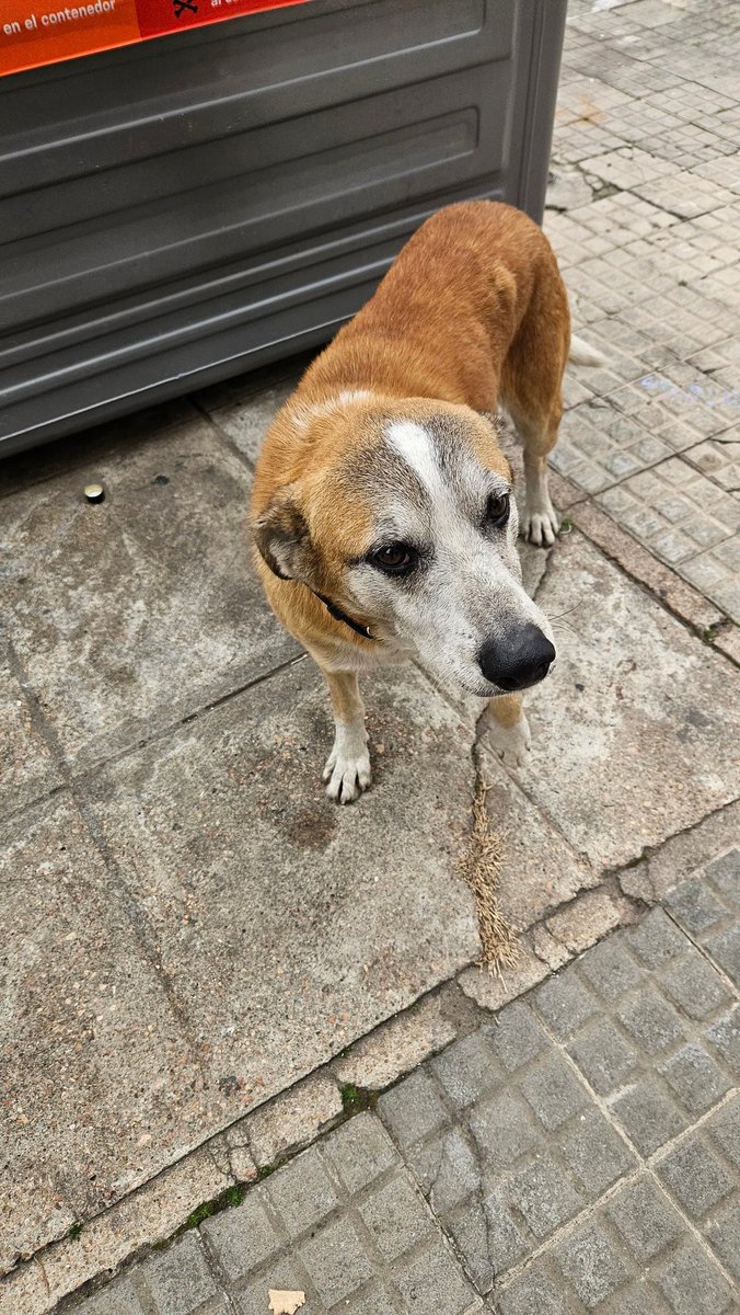 jpporti's tweet photo. Lo encontramos en Santiago de Anca y Rivera, Buceo. Parece perdido, tiene collar y tiene lastimada una pata. Le dimos agua y comida pero estoy buscando un refugio en la vuelta para llevarlo, no me lo puedo quedar. Pero si alguien sabe de quién es, me dice por dm. https://t.co/bsywBv2DTN