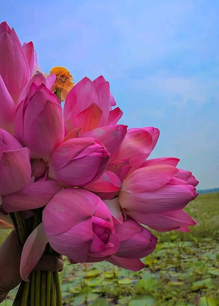 The lotus is very beautiful 🌷💝

#lotus #lotusdragoncookie #lotusdragoncookie #vairal #followres #afrozatarin