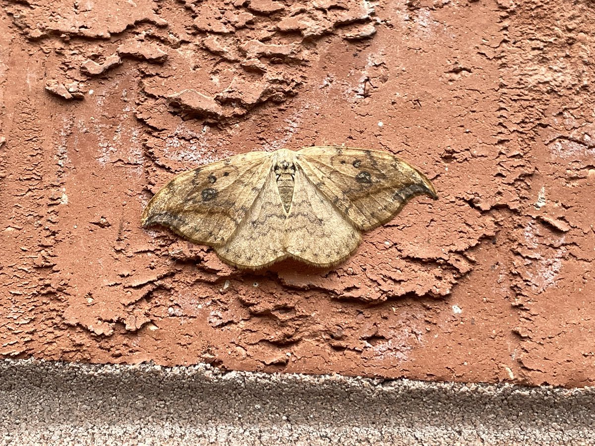 Tom Hibbert tweet media