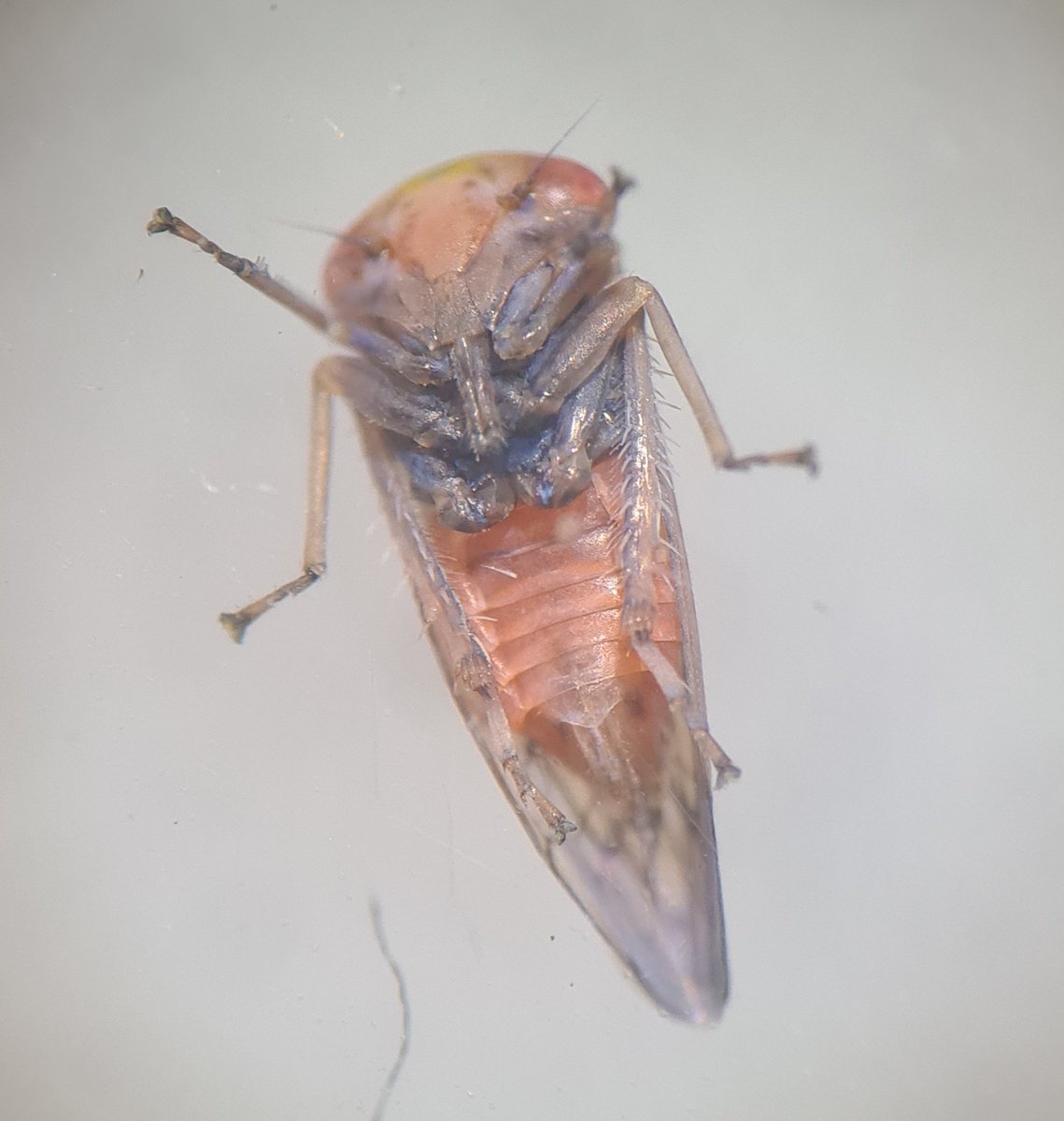 Hi <a href="/BritishBugs/">Tristan Bantock</a>, I swept this from a mixed patch of aspen and white poplar. Looks like Idiocerus tremulae on your site, but is it safe to record?