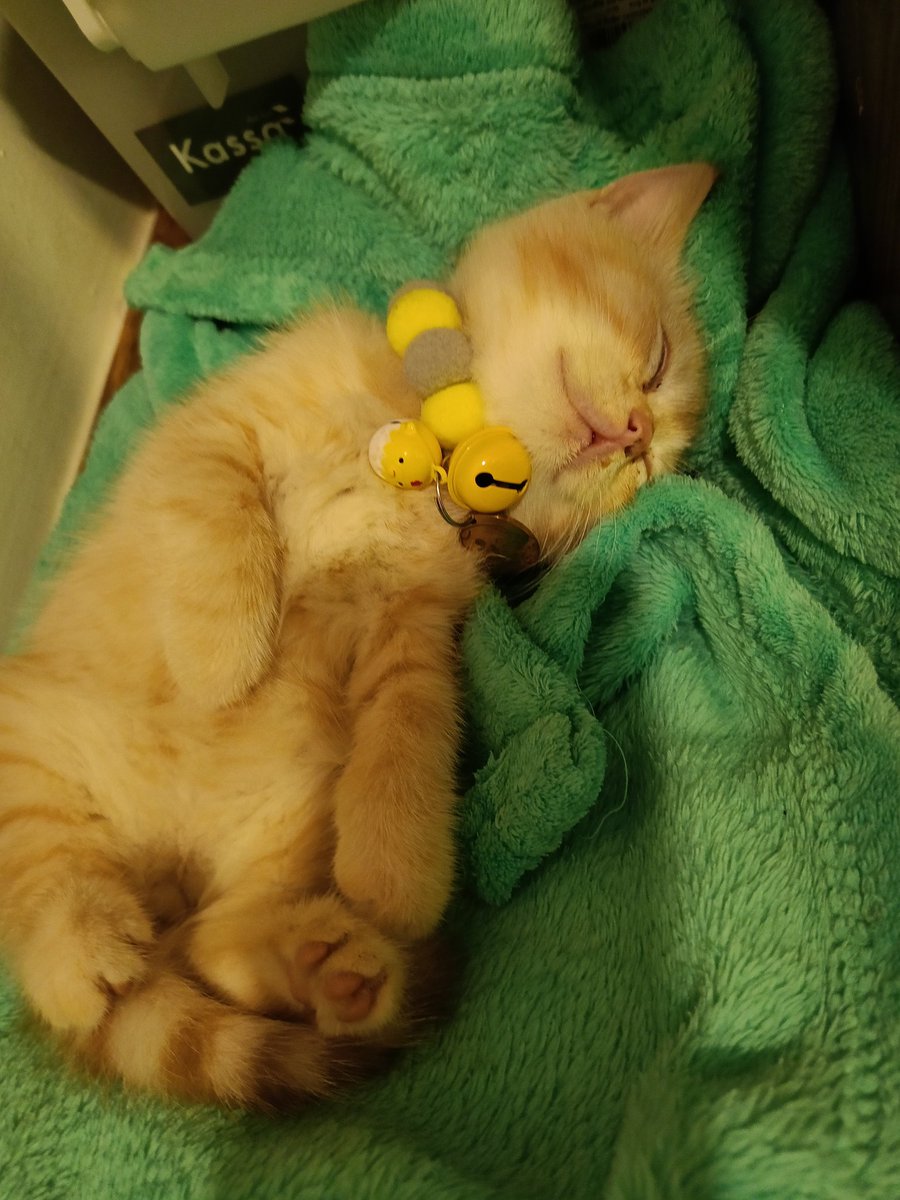 sarelanut's tweet photo. ไปต้าวก้อนส้ม🧡 #แซลมอน😺 https://t.co/YlbT7bi69m