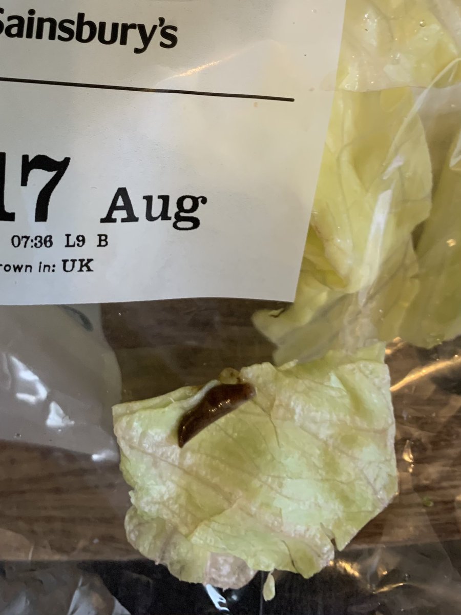 SDA111's tweet image. I went to eat this yesterday and suddenly lost my appetite. Not washed well enough @sainsburys put me right off ! #slug #lettuce #prewashed #bork