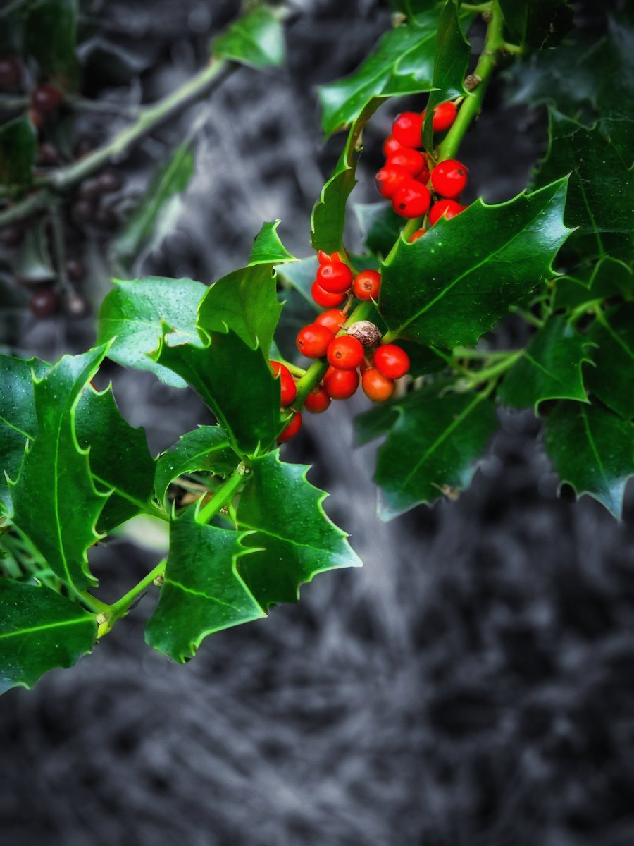 LucyTho55134197's tweet photo. #WeekGforGreen
#AlphabetChallenge
My final fling for green ...as Xmas only 19 ish weeks away !! 🎅🤶🧑🎄 https://t.co/naZTWke5a7