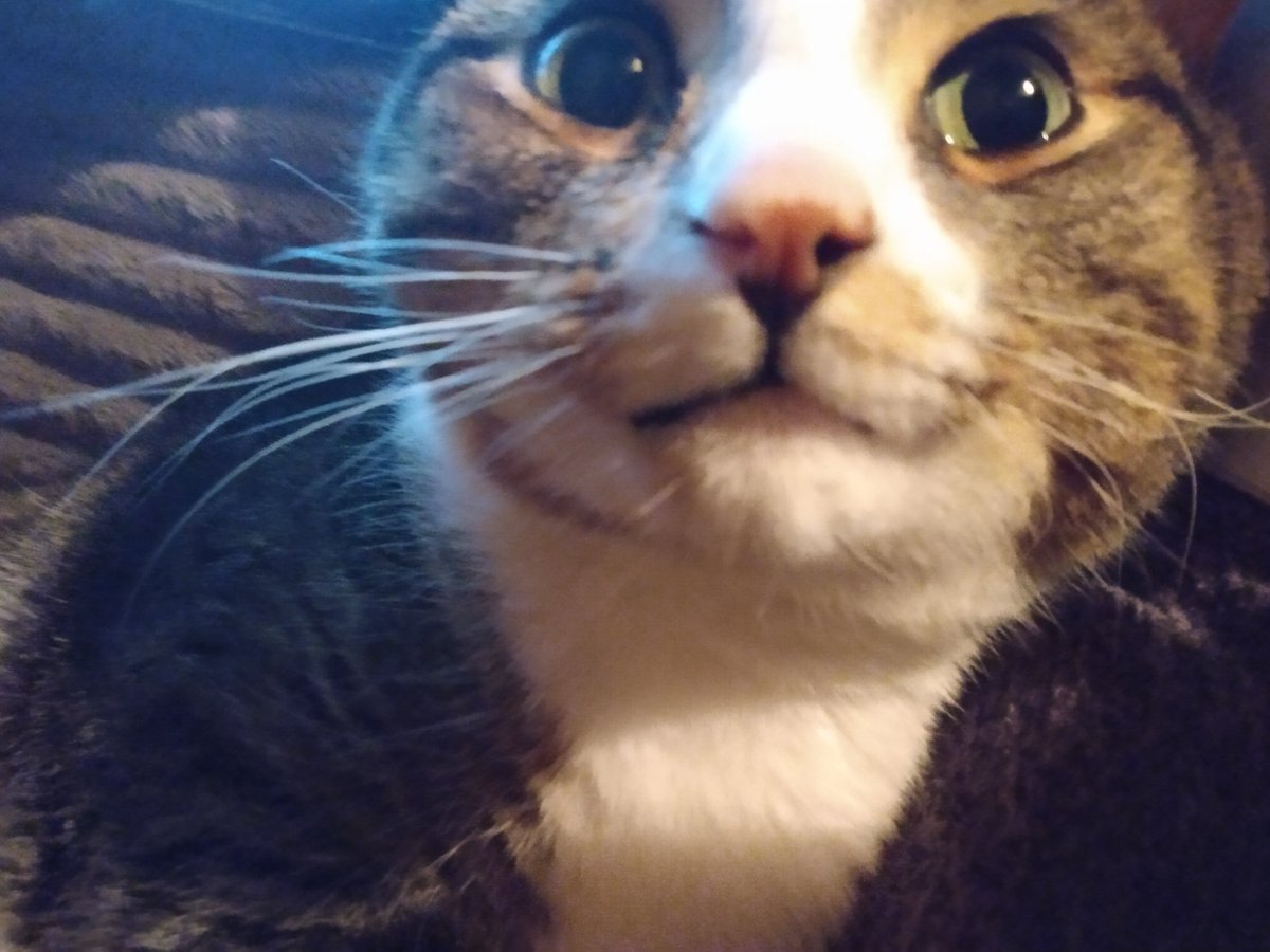 The way this little man looks at me says everything! 
Meet Smokey - AKA Mr. Sir Man and WhoDatPrettyKitty - to name a few.

What are some of your pet's silly names? 

#CatMom #petlovers #furbabies #readerscommunity #AuthorsOfTwitter #booklovers