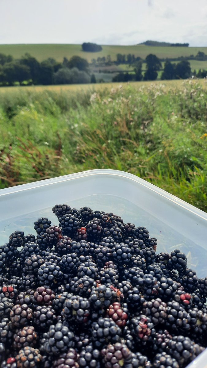 shamblesklutz's tweet image. Foraged 1lb 12oz of brambles this afternoon. The season has only begun, but now have over 5lbs in the freezer. No more space, so time to make bramble jelly ❤️
#brambles #foodforfree #Fife