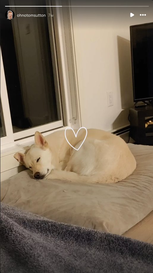 This year I'm raising money for Greater Edmonton Animal Rescue Society (GEARS) the org that adopted to me my dog, Sam. I'm gonna mod &amp; polish up a Game Boy Pocket, and a donation over $5 will enter you in a draw for it when we hit $1000. Fydo's Magic tiles included, of course.
