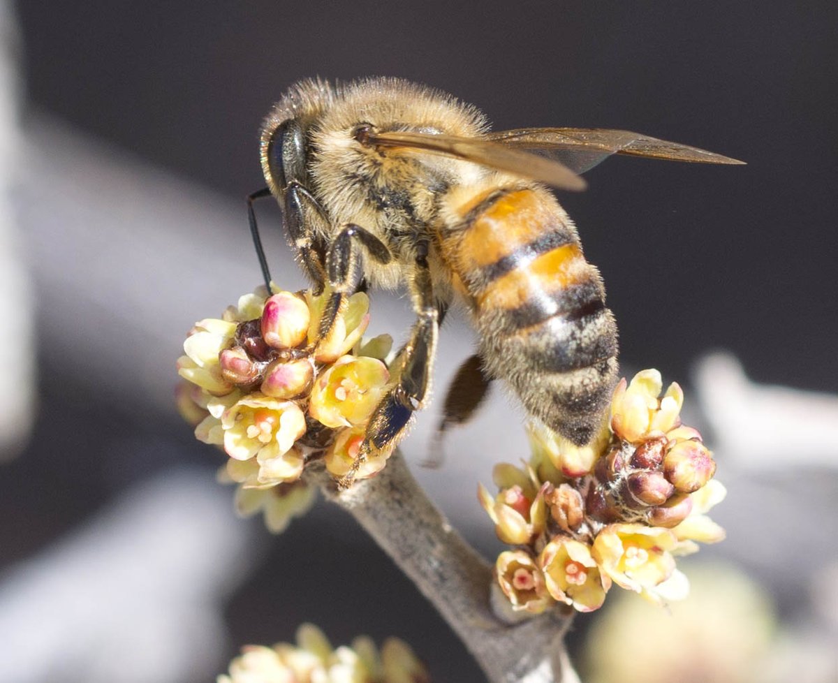 Happy #HoneyBeeDay from Grand Canyon National Park. Much of our food supply depends upon the work &amp; survival of bees that pollinate our crops.  Help your local bees by growing native plants in your yard or garden. go.nps.gov/p-help (1565)

Photo: Western Honey Bee (Apis