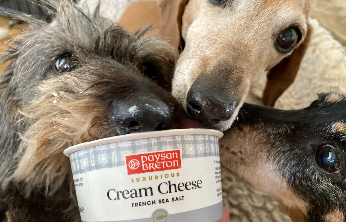 Sausage Dog Hotel tweet media