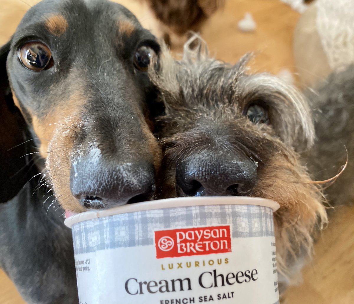 Sausage Dog Hotel tweet media