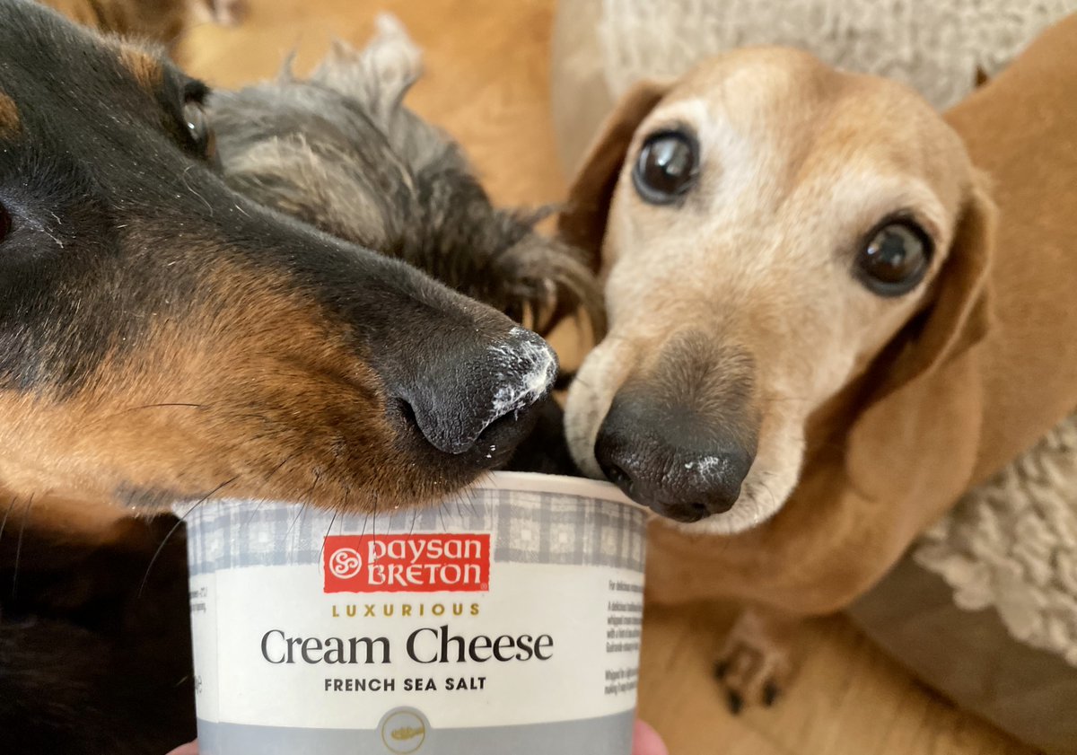 Sausage Dog Hotel tweet media