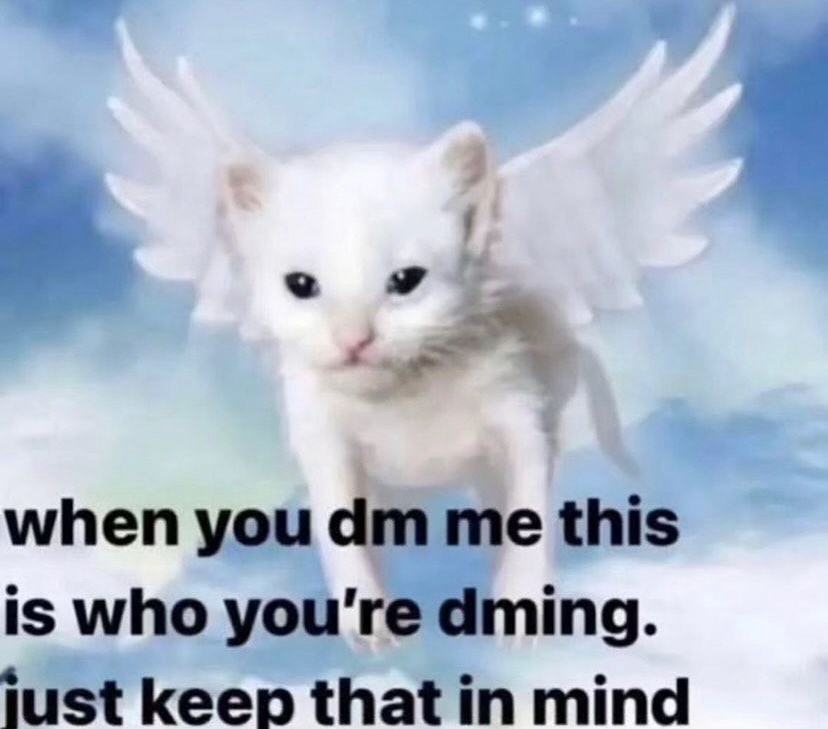 Punch Cat (@punchingcat) on Twitter photo 