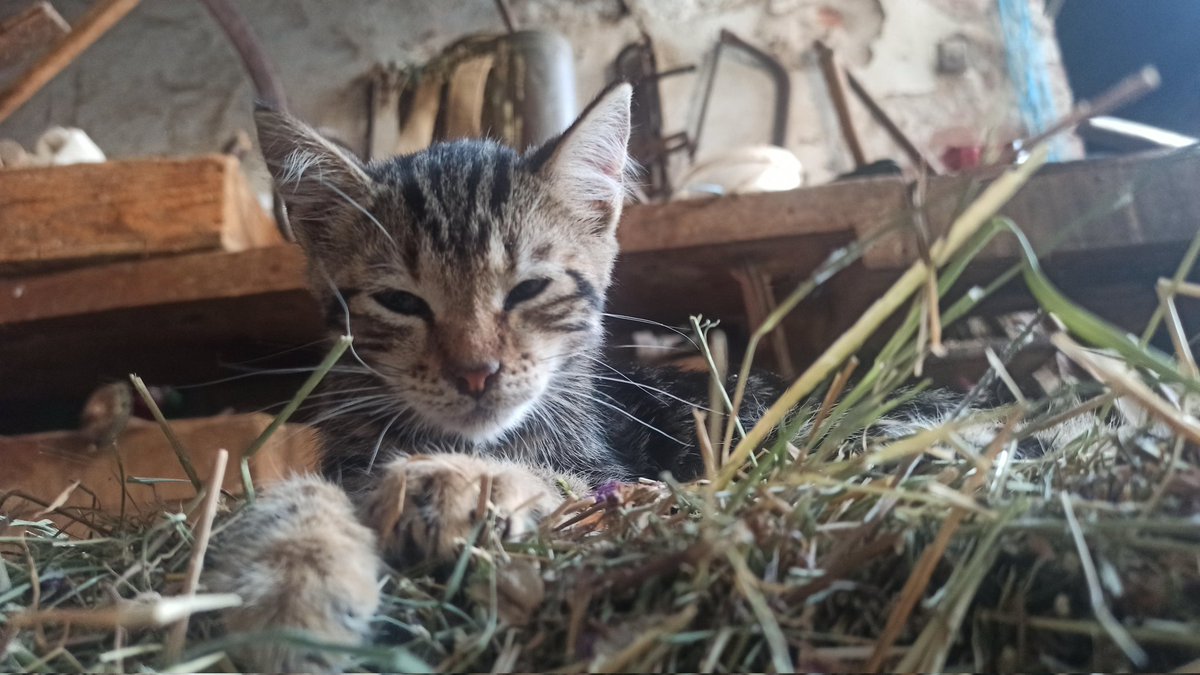 Mikivojca's tweet photo. Kitty https://t.co/jZbvqXQlTg