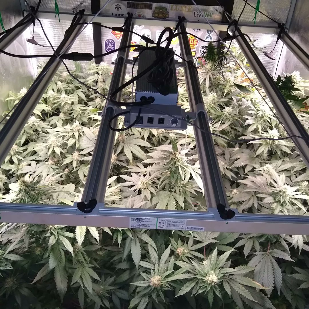 TheGoatGrows's tweet photo. A quick peek at the flowering tent. Pineapple Express and Ice Cream Cake from Barney's Farm. https://t.co/bbyu5eAiox