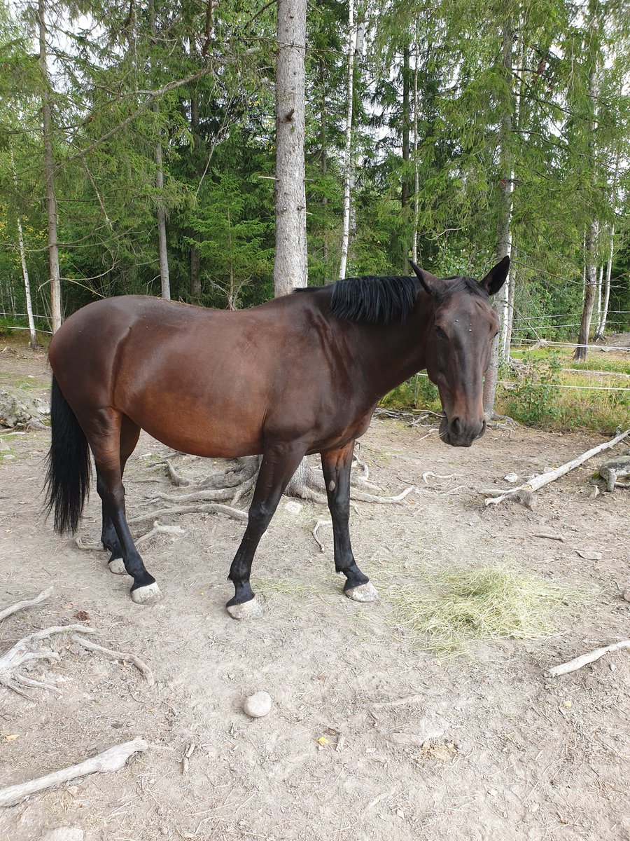 flugan05's tweet photo. Väldigt kämpigt med det hpr djuret, hoppas att vi tar oss igenom det nån gång 💪 https://t.co/CMe1IwqsHA