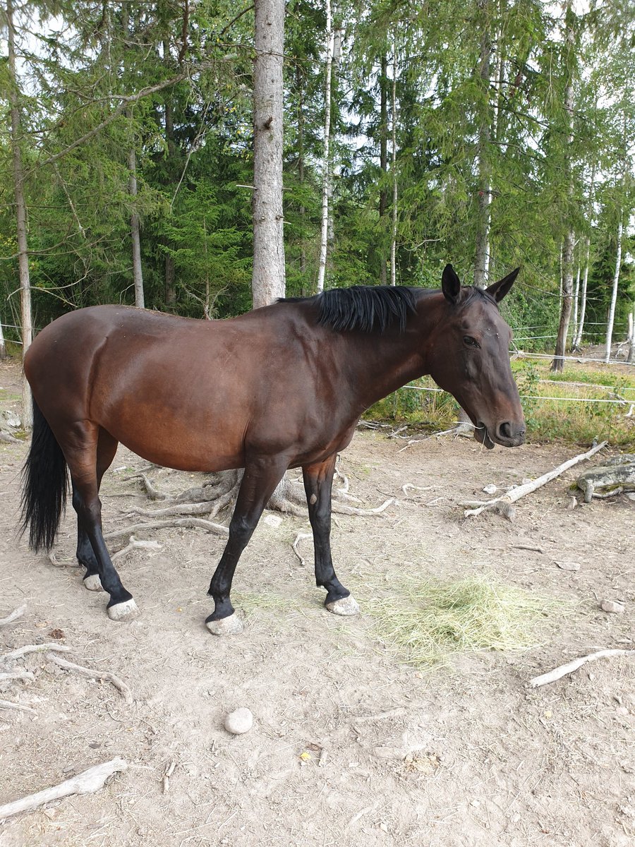 flugan05's tweet photo. Väldigt kämpigt med det hpr djuret, hoppas att vi tar oss igenom det nån gång 💪 https://t.co/CMe1IwqsHA
