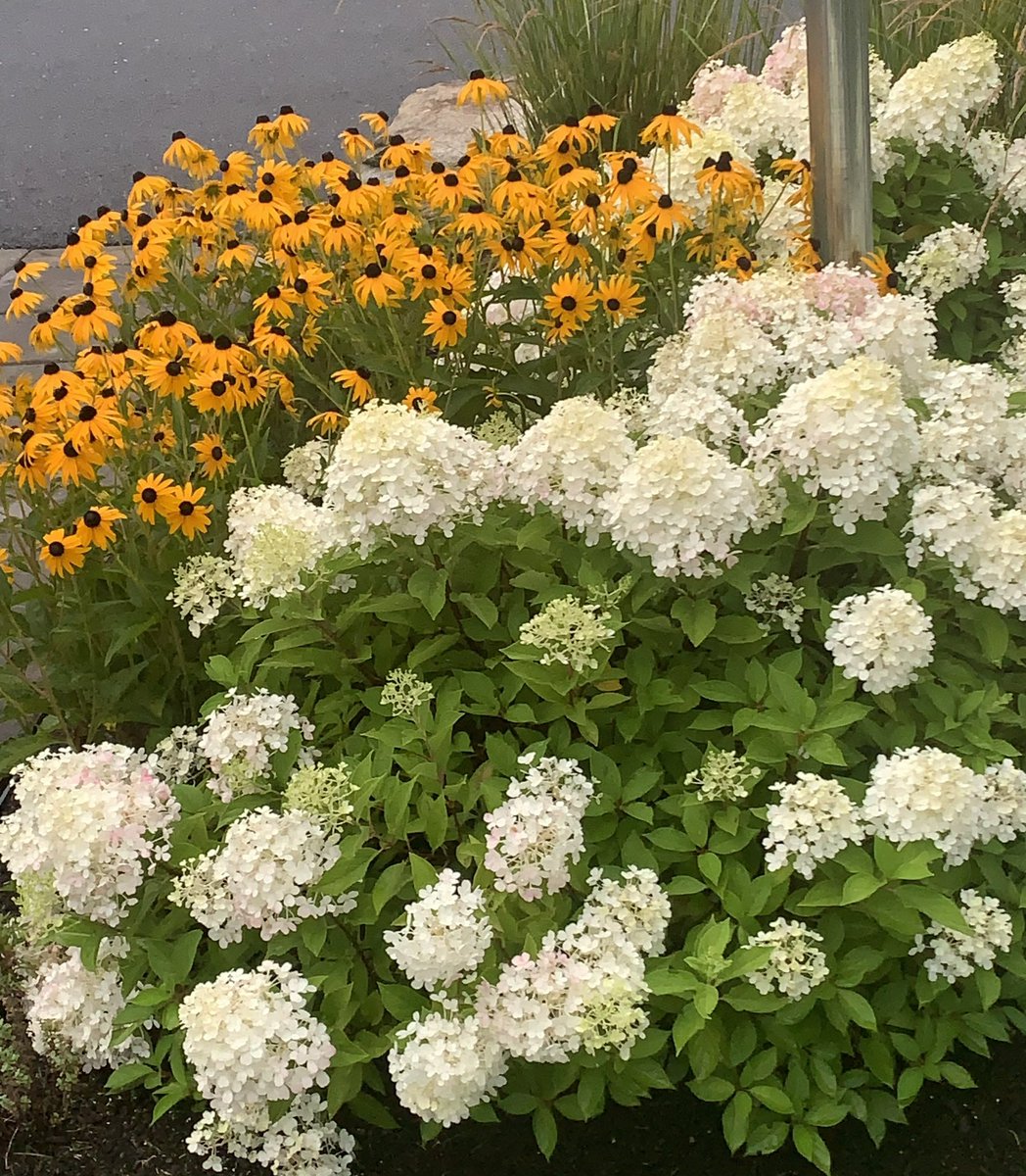 SylvieDahl's tweet image. #FlowerReport New England summer blooms. Congratulations to my cousin’s team for winning 1st place in the Vermont State Swim Meet - for the first time in 7 years. #JustKeepSwimming #Quechee #Vermont