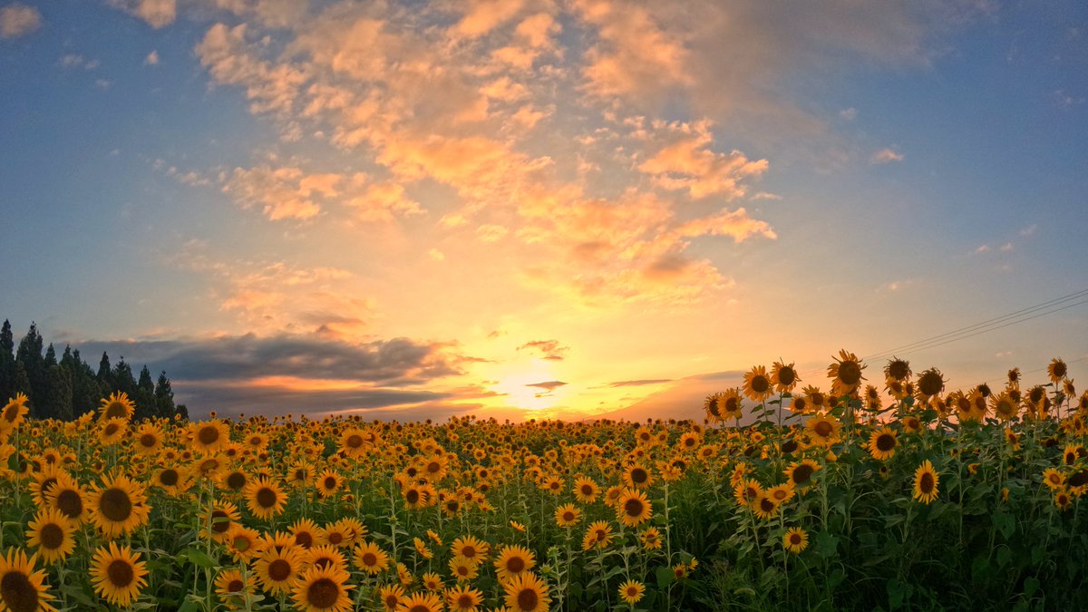 pei1979flower's tweet photo. 向日葵🌻

 #夕日  #夕焼け  #向日葵 https://t.co/iC2W3QCZSu