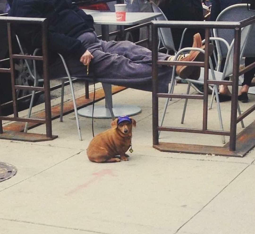 ✨ Se toparon con el perrito con gorrita de la buena suerte, no lo ignoren ✨