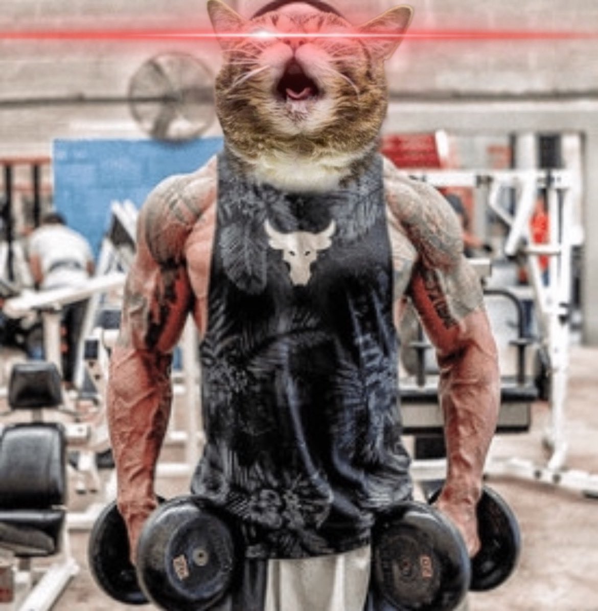 Lil Bub 👁👅👁 (Parody) tweet media