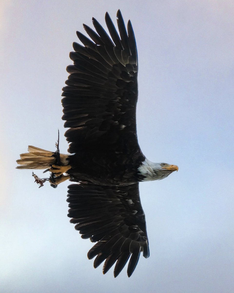 seanharsch's tweet photo. When I started in photography, landscapes were my focus—wildlife wasn’t even on my radar. But as I explored, I found the energy in bird photography added a new layer to my growth. Just like in music, expanding your focus broadens your potential. https://t.co/Ocfm85wSKl