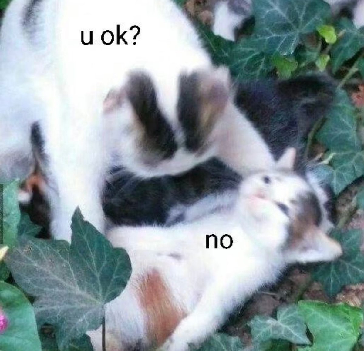 Posts Of Cats (@postsofcats) on Twitter photo 
