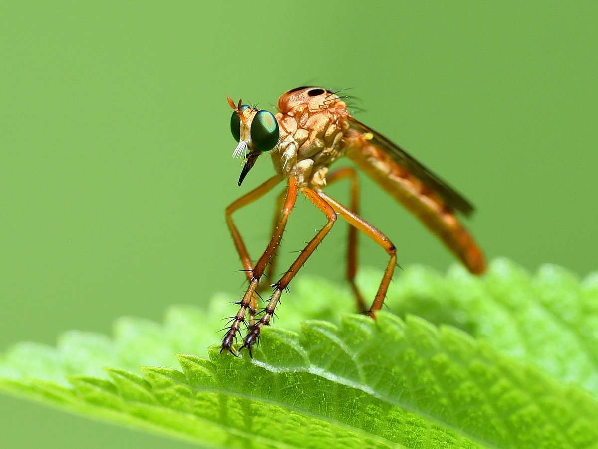 bat52301's tweet image. These dudes are very good at their jobs.  Taking out insects in mid-flight!  #RobberFly
