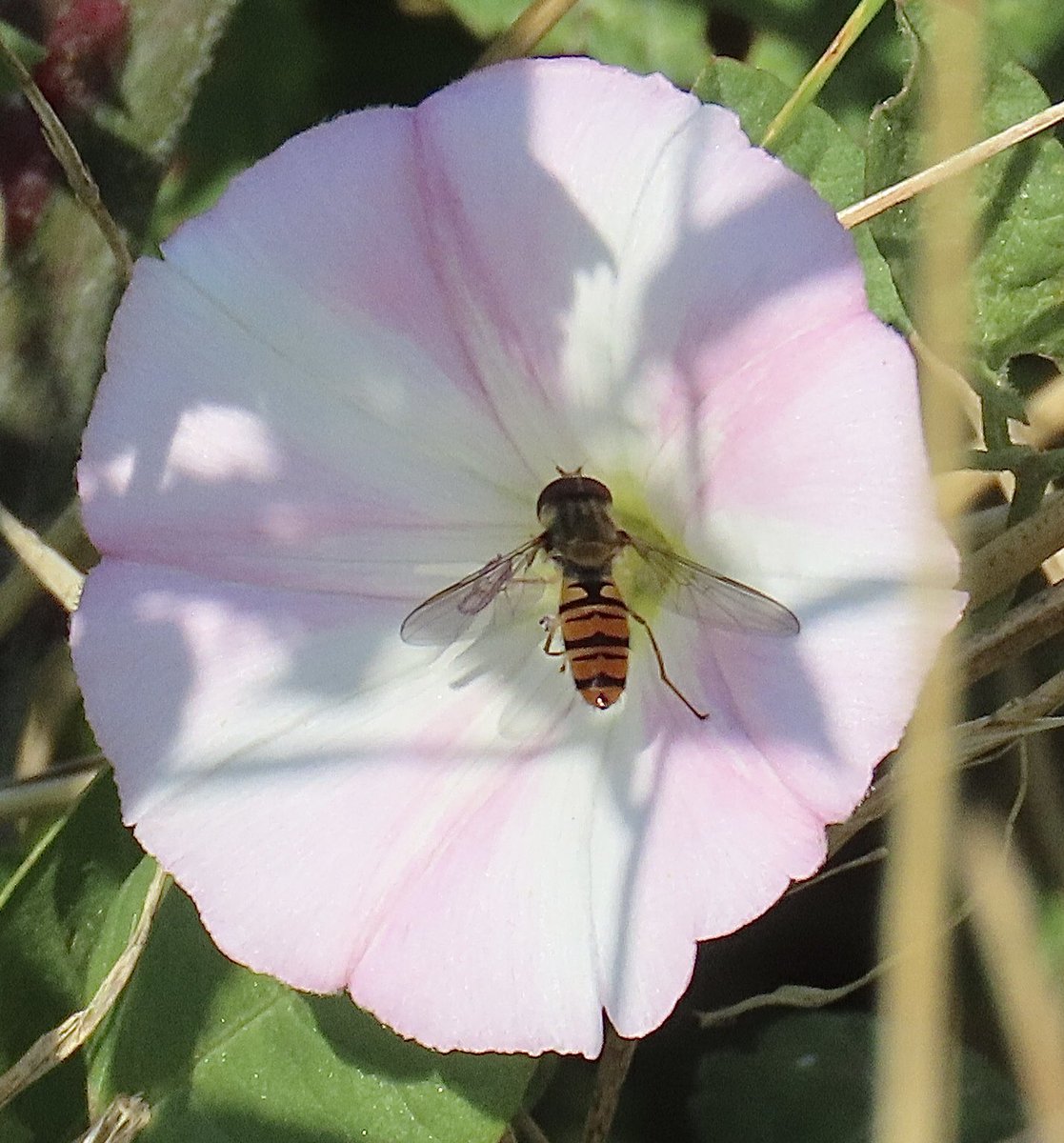 Mayfieldbirder's tweet photo. Convolvulus arvensis with #pollinatorpal Episyrphus balteatus Field Bindweed with the Marmalade Hoverfly for @wildflower_hour as seen at @RSPBDungeness yesterday. https://t.co/nDHs928NgL