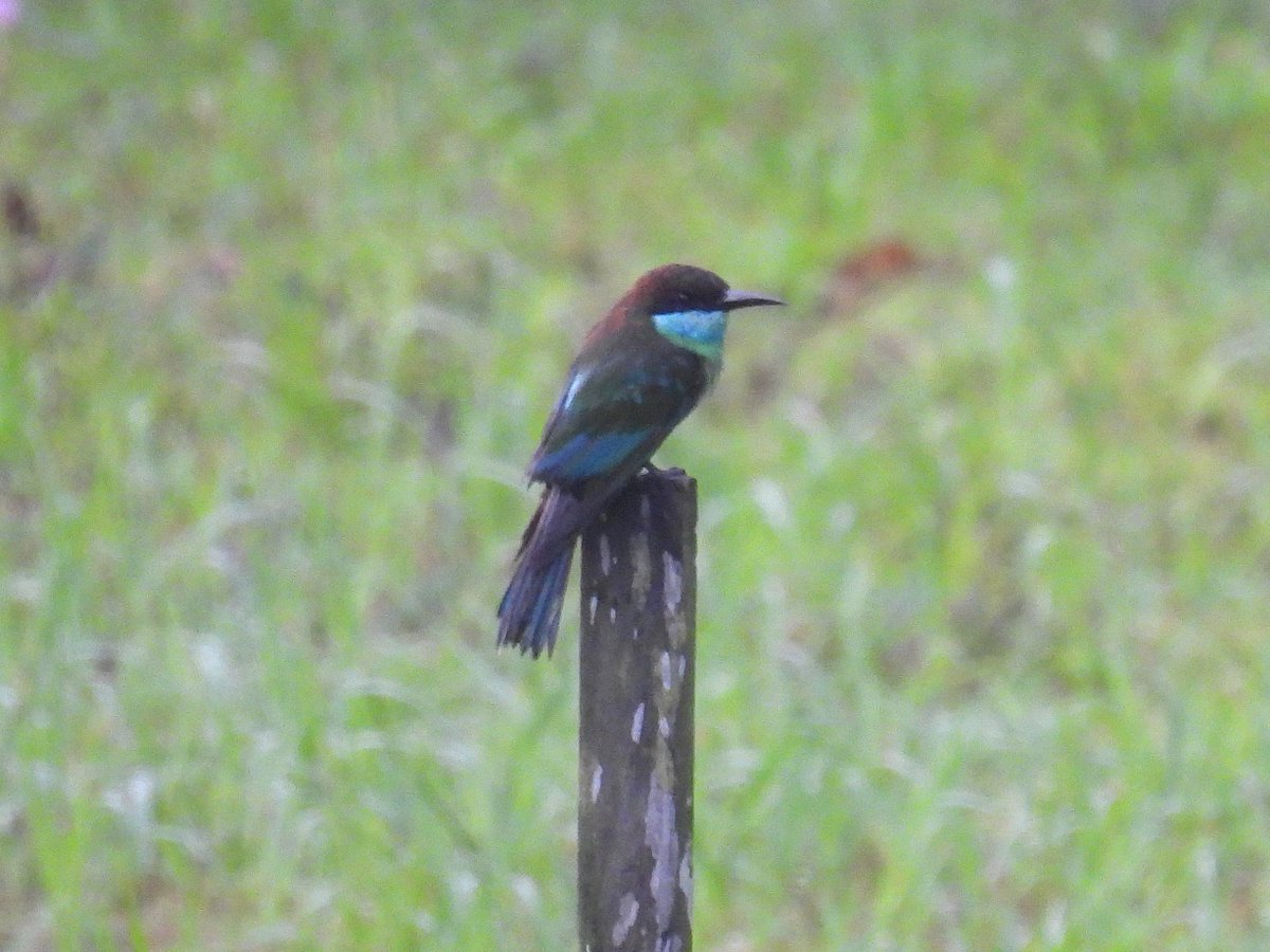 SimonBradfield's tweet photo. Blue-throated Bee-eaters were the default Bee-eater in Borneo but we also came across a small group of Rainbow Bee-eaters.  Small numbers migrate to Sabah to avoid the Austral winter #BirdsSeenIn2024 #birding https://t.co/OAqEd04oM4