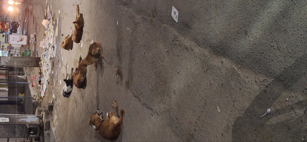 AdamNikhil18's tweet photo. @MC_Jagtial @DrSanjayJagtial @Collector_JGTL   plenty of stray dogs gathered and roaming at multiple places during  day &amp;  night times ,many citizens are trembled with fear especially children &amp; pedestrians who walk alone on roads and some cows n bulls resting on main roads https://t.co/4MnW6V9cvS