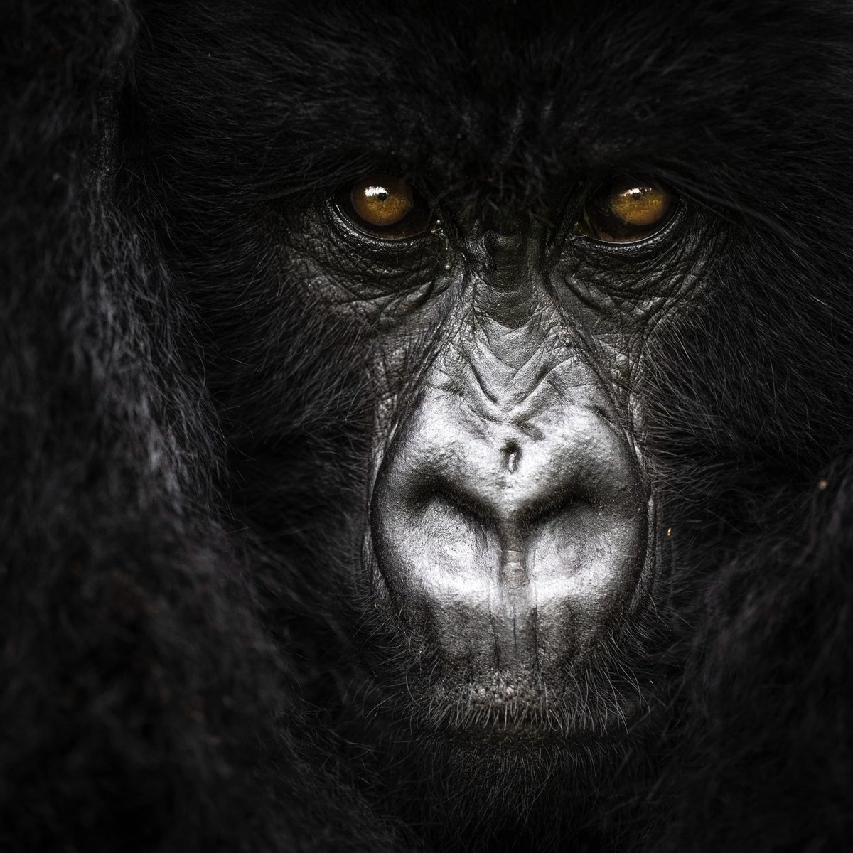 ShafiqTheGuide's tweet image. Mountain gorillas are critically endangered, with only about 1,000 individuals remaining in the wild. 

Uganda, along with neighboring Rwanda and the Democratic Republic of Congo, is at the forefront of efforts to protect these magnificent creatures. 

#gorillatracking
