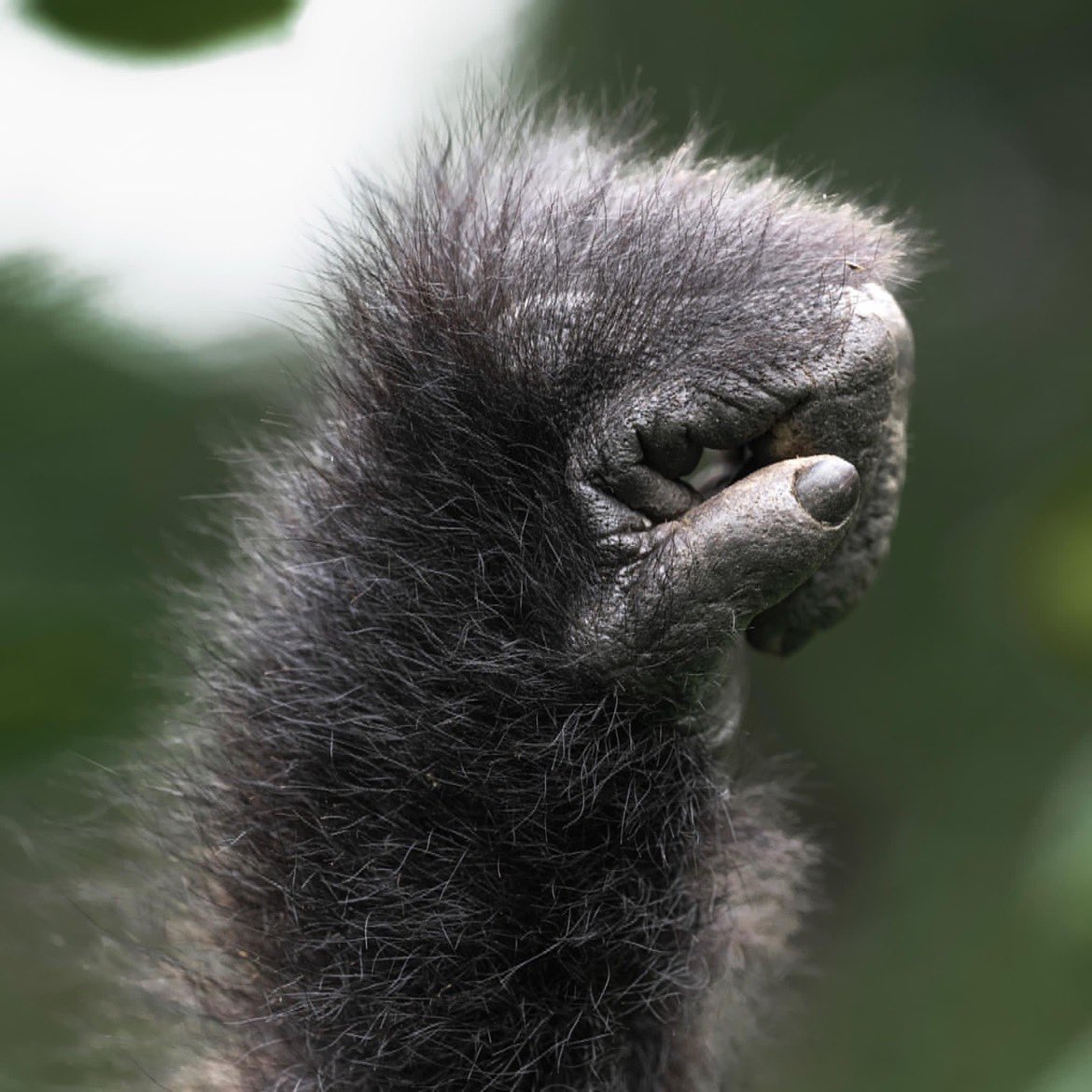 ShafiqTheGuide's tweet image. Mountain gorillas are critically endangered, with only about 1,000 individuals remaining in the wild. 

Uganda, along with neighboring Rwanda and the Democratic Republic of Congo, is at the forefront of efforts to protect these magnificent creatures. 

#gorillatracking