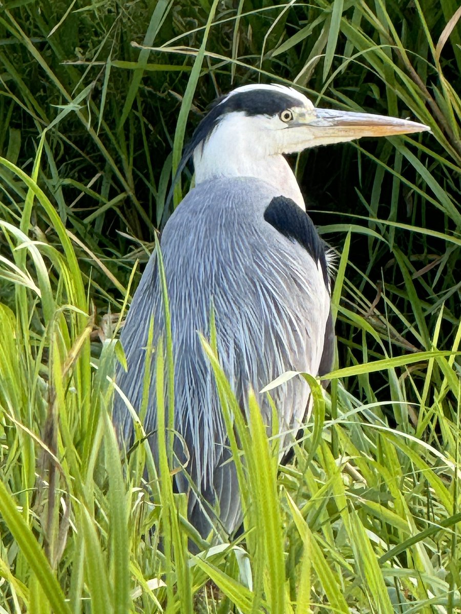 Nigel Pepper tweet media