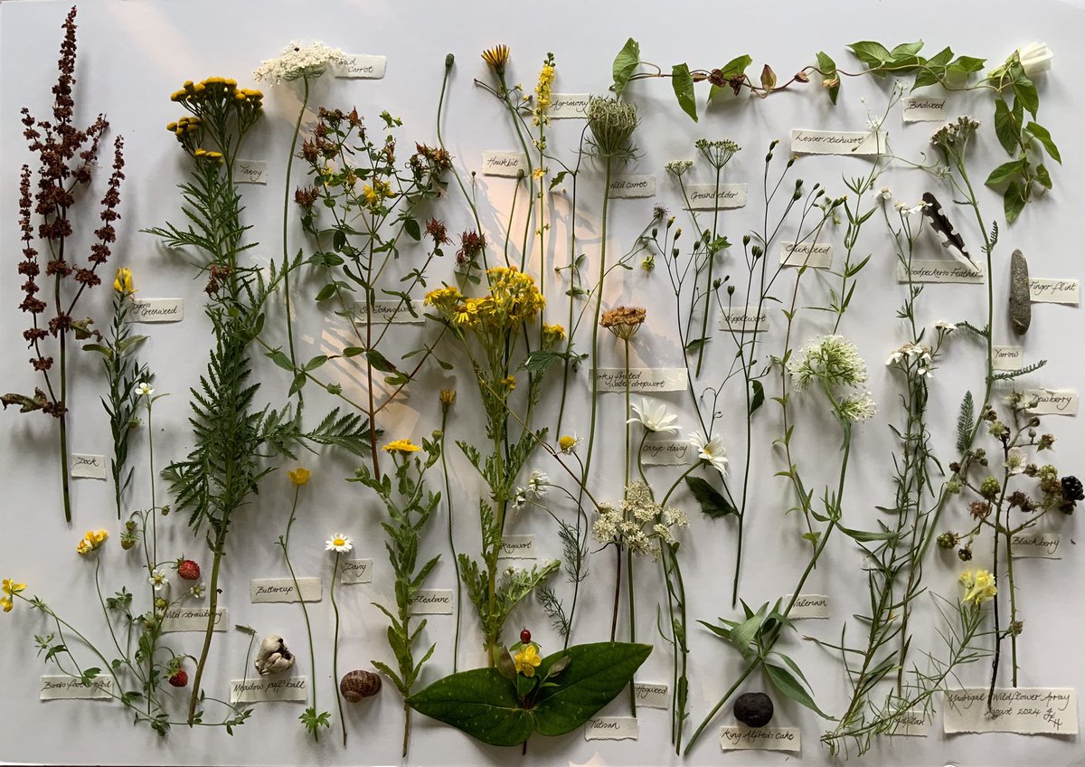 clothofnature's tweet photo. On special days throughout the year, I record all the plants flowering in our meadow. Mindfully, I gather a single flower from every plant that can spare a bloom. Today is one of those special days! I counted 62 species, most of which are represented here. I may have missed a few… and one or two labels too! #WildflowerHour #Wildflowers #Meadow