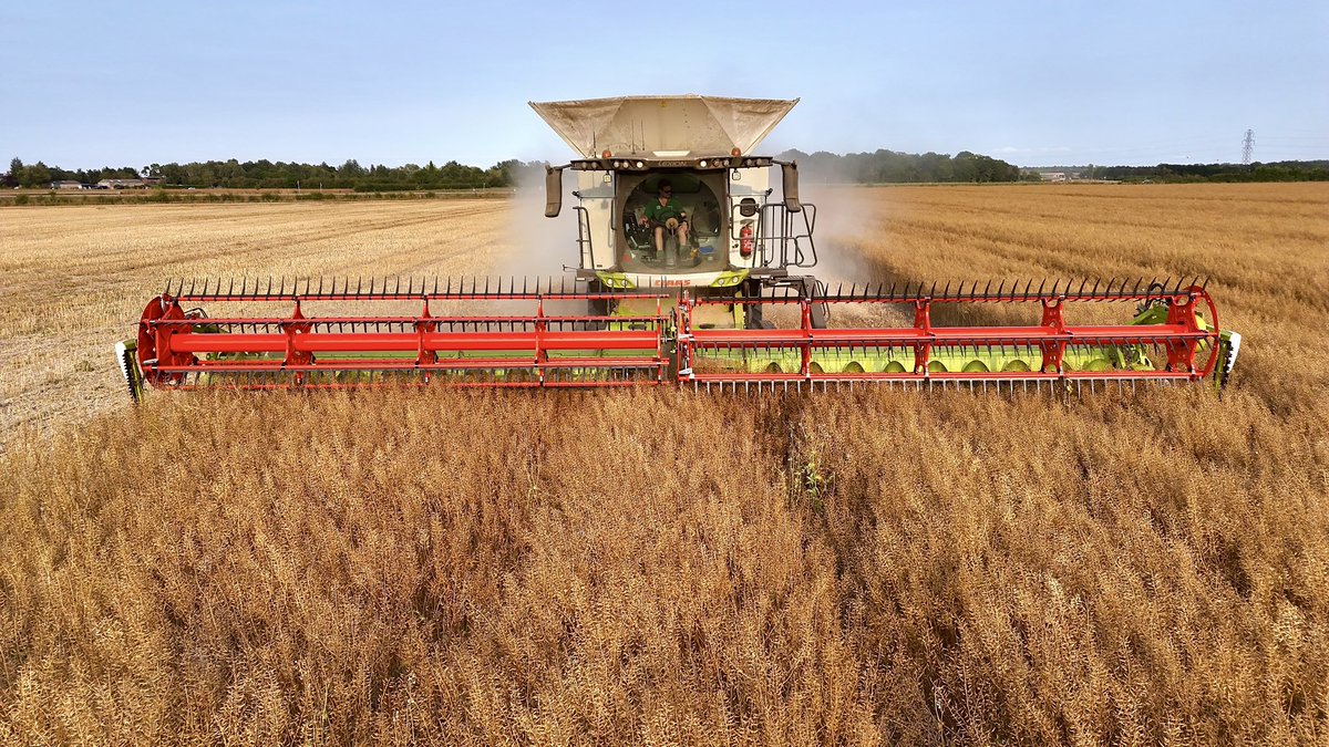 Mustard harvest yesterday evening at <a href="/Pxfarms/">James S. Peck</a> with Lexion no 2&amp;3