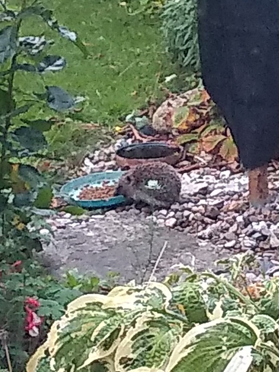 A young supper guest.