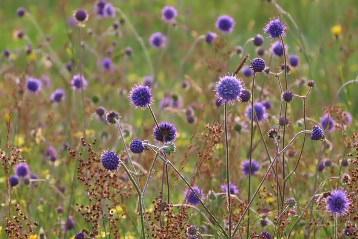 Devil's bit scabious, happily very abundant in local #meadows #wildflowerhour
