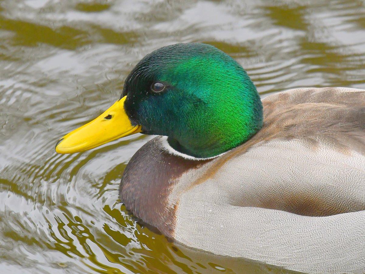 RKW1899's tweet photo. #AlphabetChallenge #WeekGforGreen
A Mallard https://t.co/g8a4Ww332v