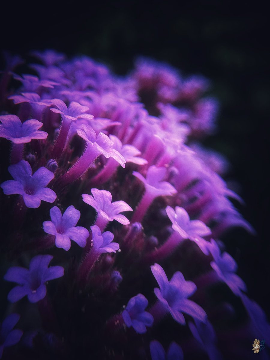 🌿𝔈𝔩𝔣𝔢𝔞𝔯𝔰𝔣𝔬𝔵𝔰𝔬𝔵🌿 tweet media