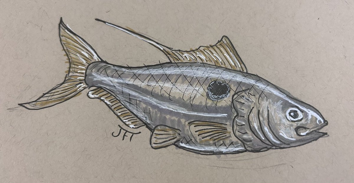 It’s back to school time. So here’s a gizzard shad for the “schooling fish” theme #sundayfishsketch