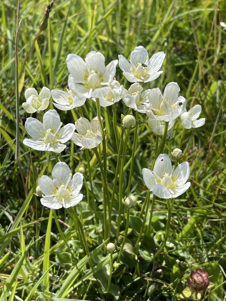 Grass of Parnassus in profusion 😍#holyisland #wildflowerhour