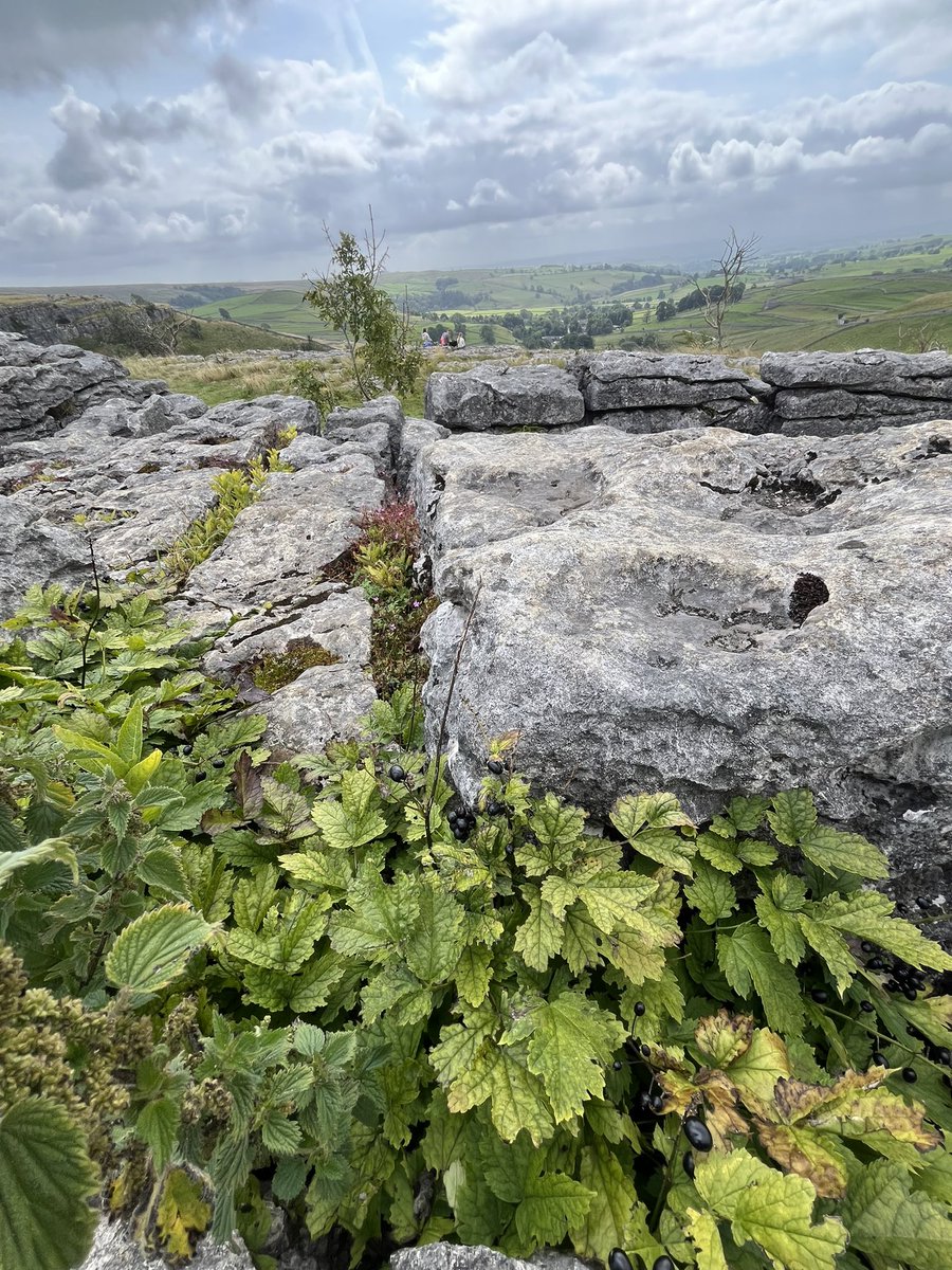 Owen Leyshon (@leyshonowen) on Twitter photo My two plant highlights of a trip up to Malham Cove, Yorkshire with Lorna today
Jacob’s Ladder (Polemonium caeruleum) still flowering
Baneberry (Actaea spicata) on the limestone pavement up above
#wildflowerhour <a href="/wildflower_hour/">wildflowerhour</a> <a href="/BSBIbotany/">BSBI: Botanical Society of Britain & Ireland</a> My two plant highlights of a trip up to Malham Cove, Yorkshire with Lorna today
Jacob’s Ladder (Polemonium caeruleum) still flowering
Baneberry (Actaea spicata) on the limestone pavement up above
#wildflowerhour <a href="/wildflower_hour/">wildflowerhour</a> <a href="/BSBIbotany/">BSBI: Botanical Society of Britain & Ireland</a>