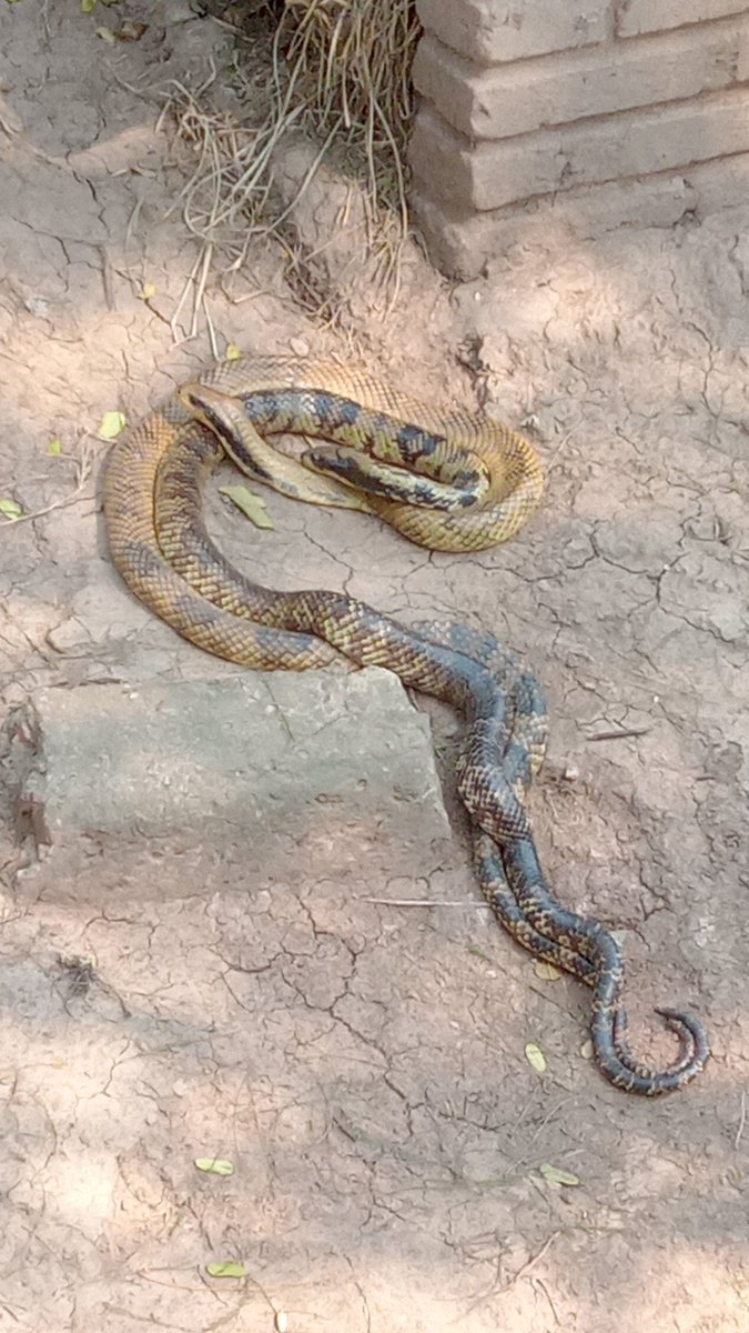 tochi_lopez's tweet photo. Hoy fui al zoo y me encontré a mi suegra https://t.co/xqBirfot81