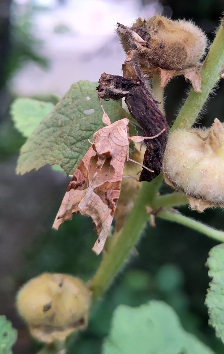 Angle shades (Phlogophora meticulosa, German: Achateule) an awesome moth