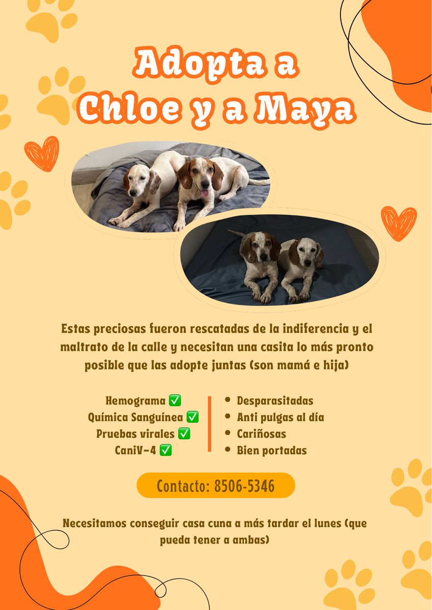 Hola! Ayúdenme compartiendo por favor, necesitamos conseguir casa cuna o casa permanente urgente 🚨 

Específicamente que sea juntas ya que son mamá e hija y la cachorra no se duerme sin su mamá a la par 😭

Las rescatamos de la indiferencia y el maltrato de la calle 🐶