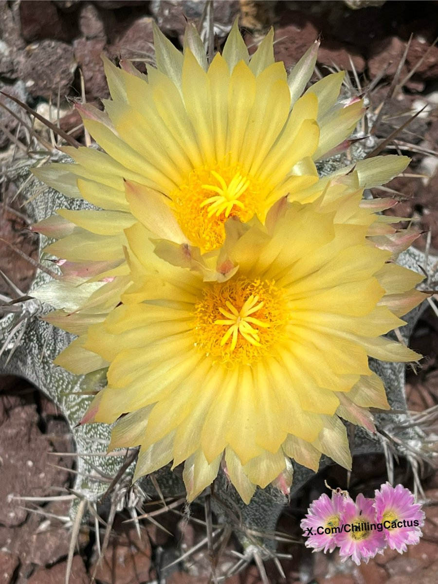 🤩💫🌼🌼
#Cactus 🌵 Astrophytum ornatum
Feel free to post your Astrophytum in the comments!