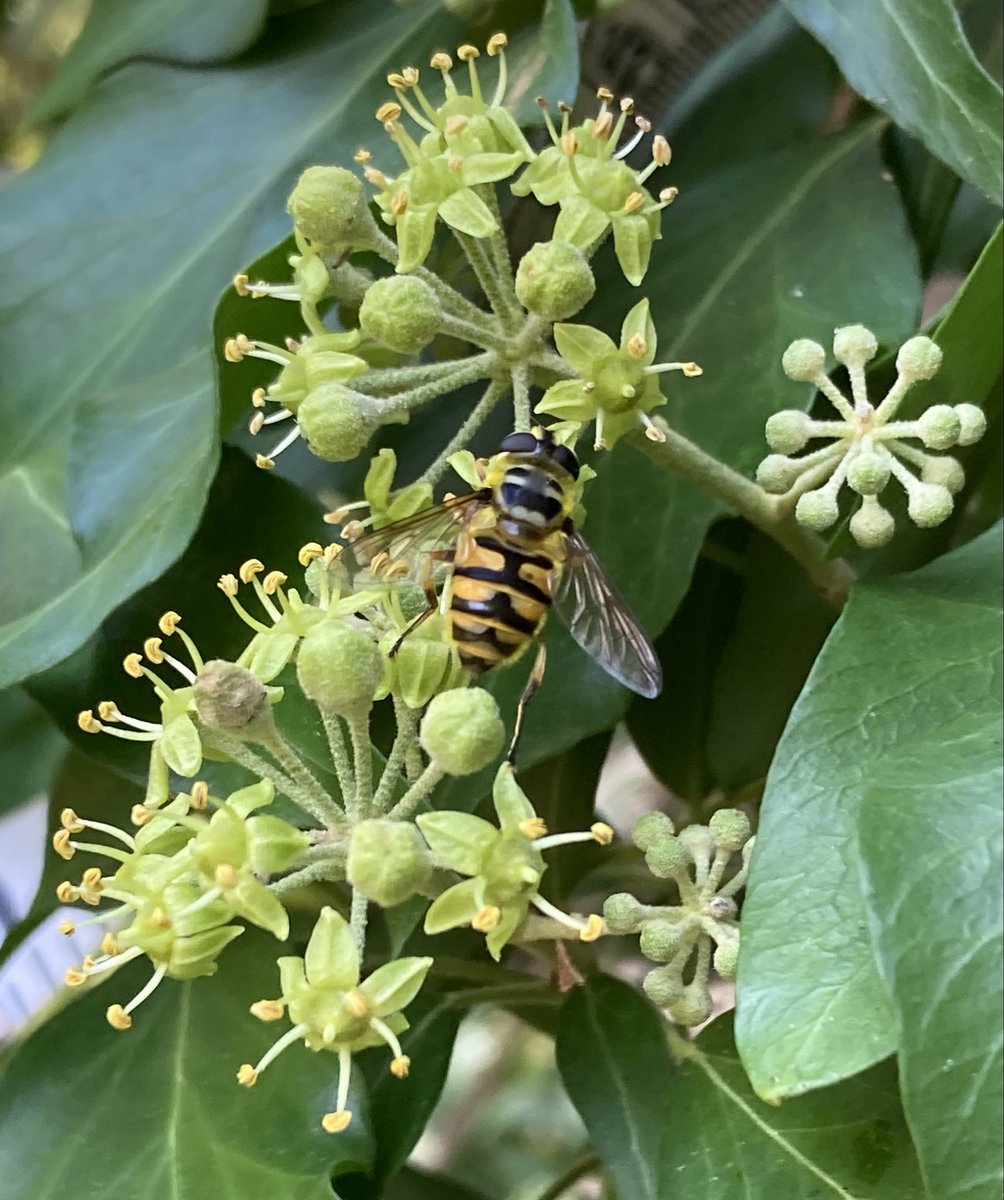 Batman hoverfly (Myathropa florea) on an early flowering Ivy bush on Ham Lands. #wildflowerhour #PollinatorPals