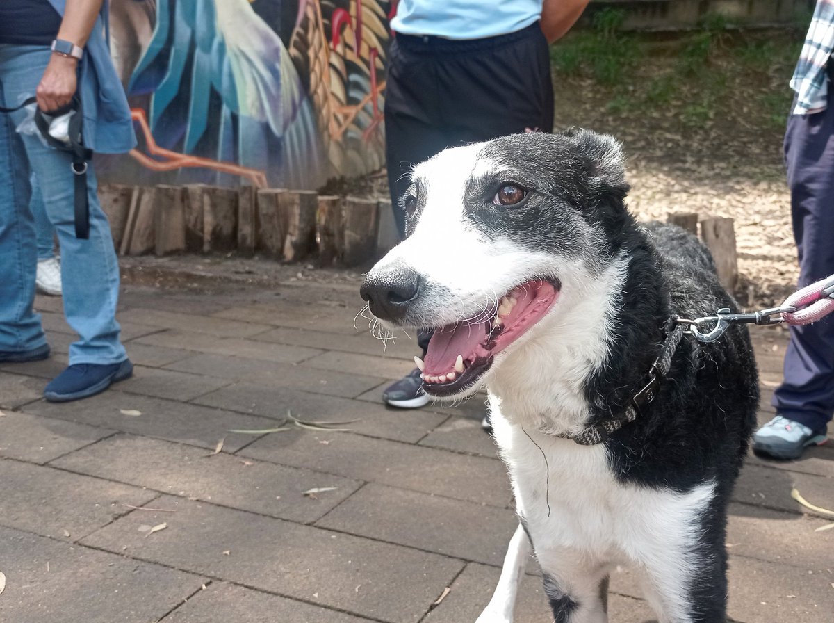PAOTmx's tweet photo. Nos encontramos en la #Caninata en Canal Nacional organizada por @SEDEMA_CDMX 🐶
A través de actividades lúdicas compartimos las opciones para hacer un adecuado manejo de heces 💩 de #animalesdecompañía🐕🐈⬛ y ser personas tutoras responsables
@AgatanCdmx
@elconsejomx https://t.co/9YdvNEAORw